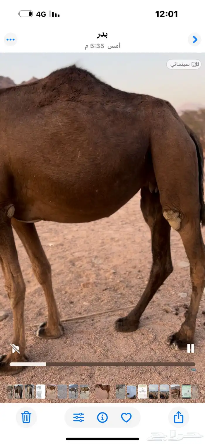 نياق للبيع لقحات الرجاء قراة التفاصيل بالاعلان 3