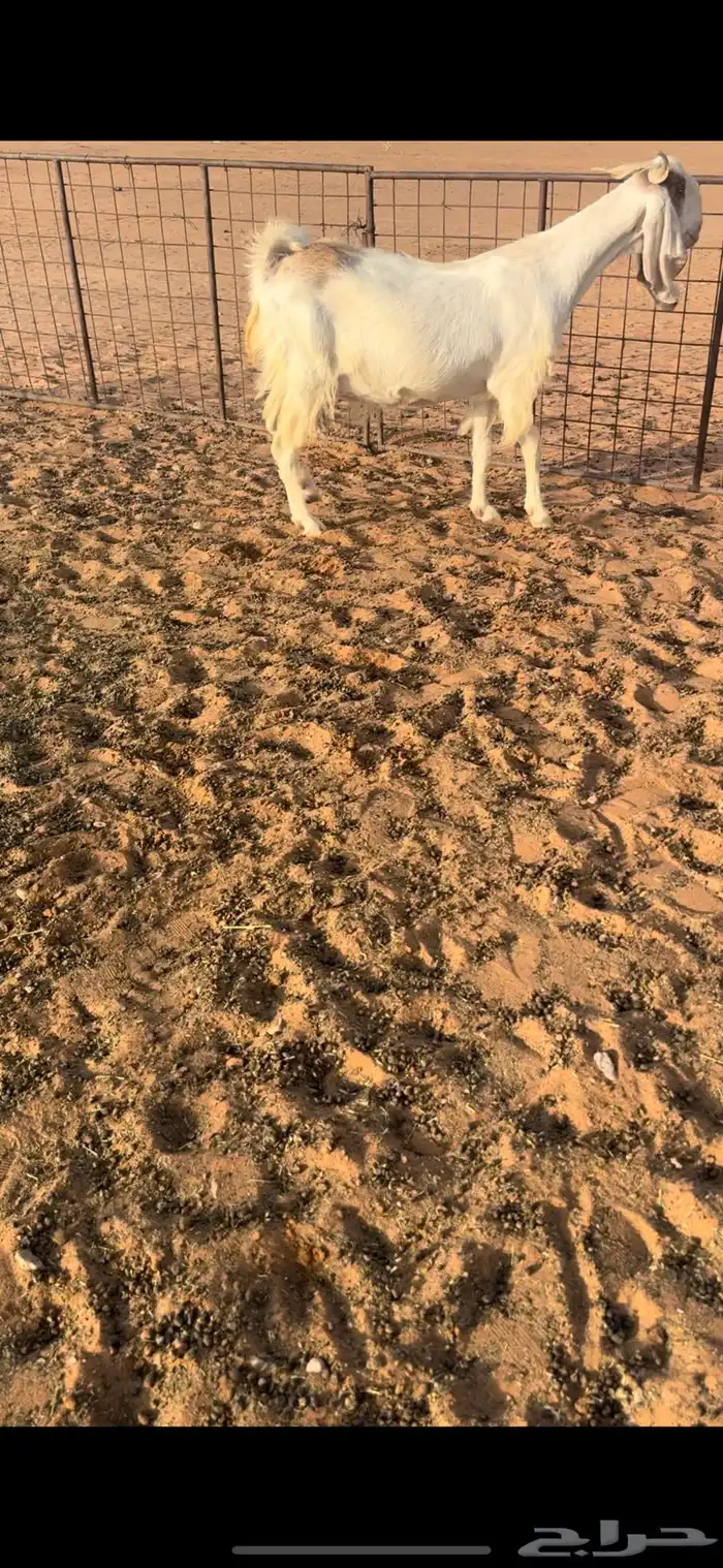 عنز هولنديه دافع 1