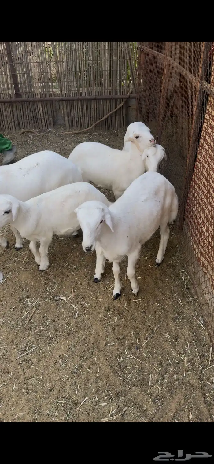 طليان 1