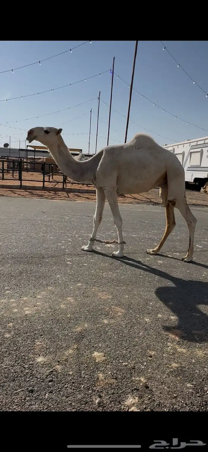 قعود باتلي 1