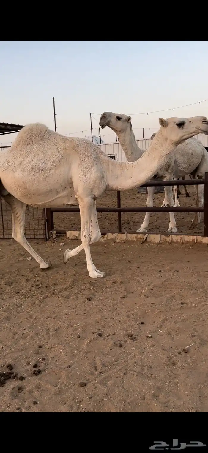 القحات وضح طيبة 8