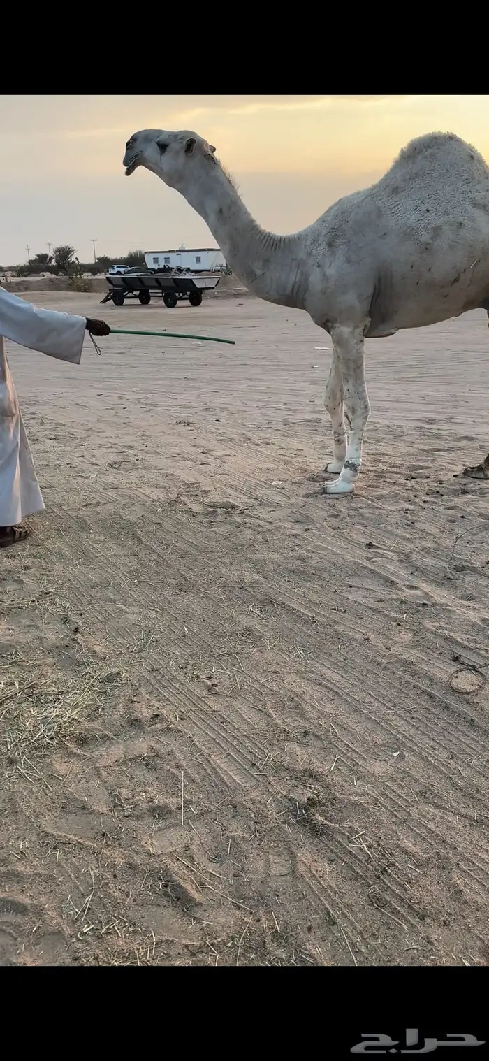 قعود كفو بالحيل 0