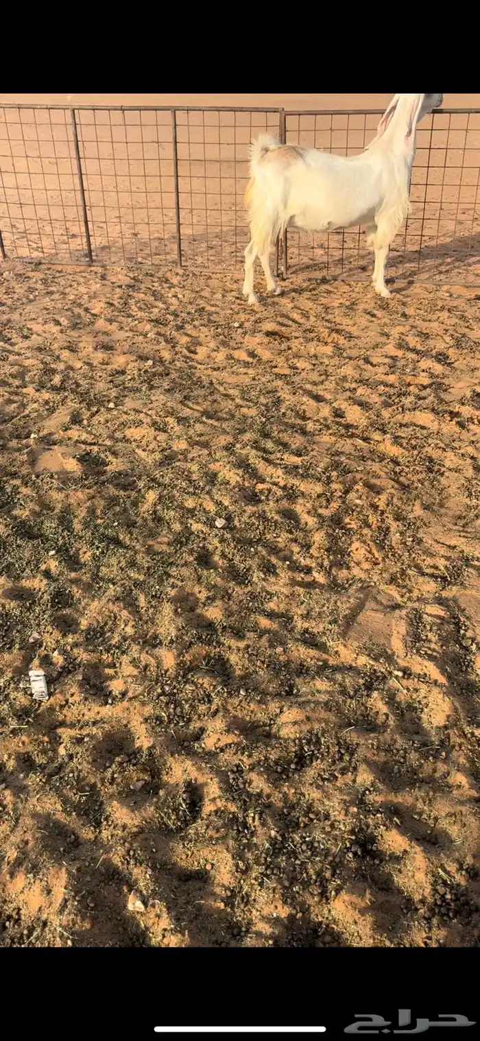 عنز هولنديه دافع 3