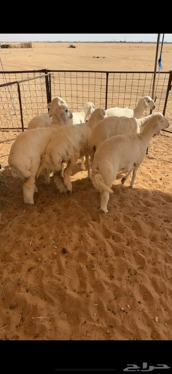 رخال كفو تصلح مقاني 0