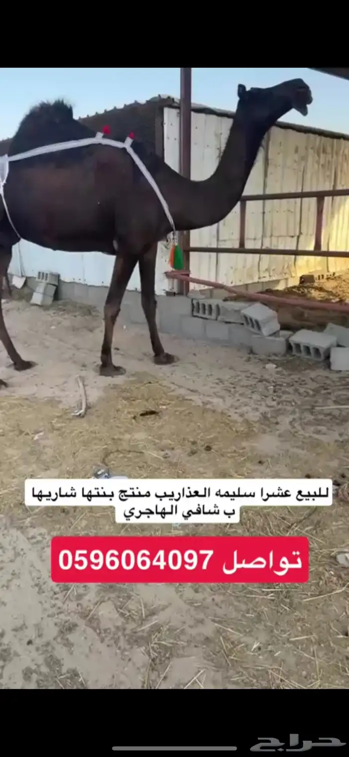 للبيع العشرا 0