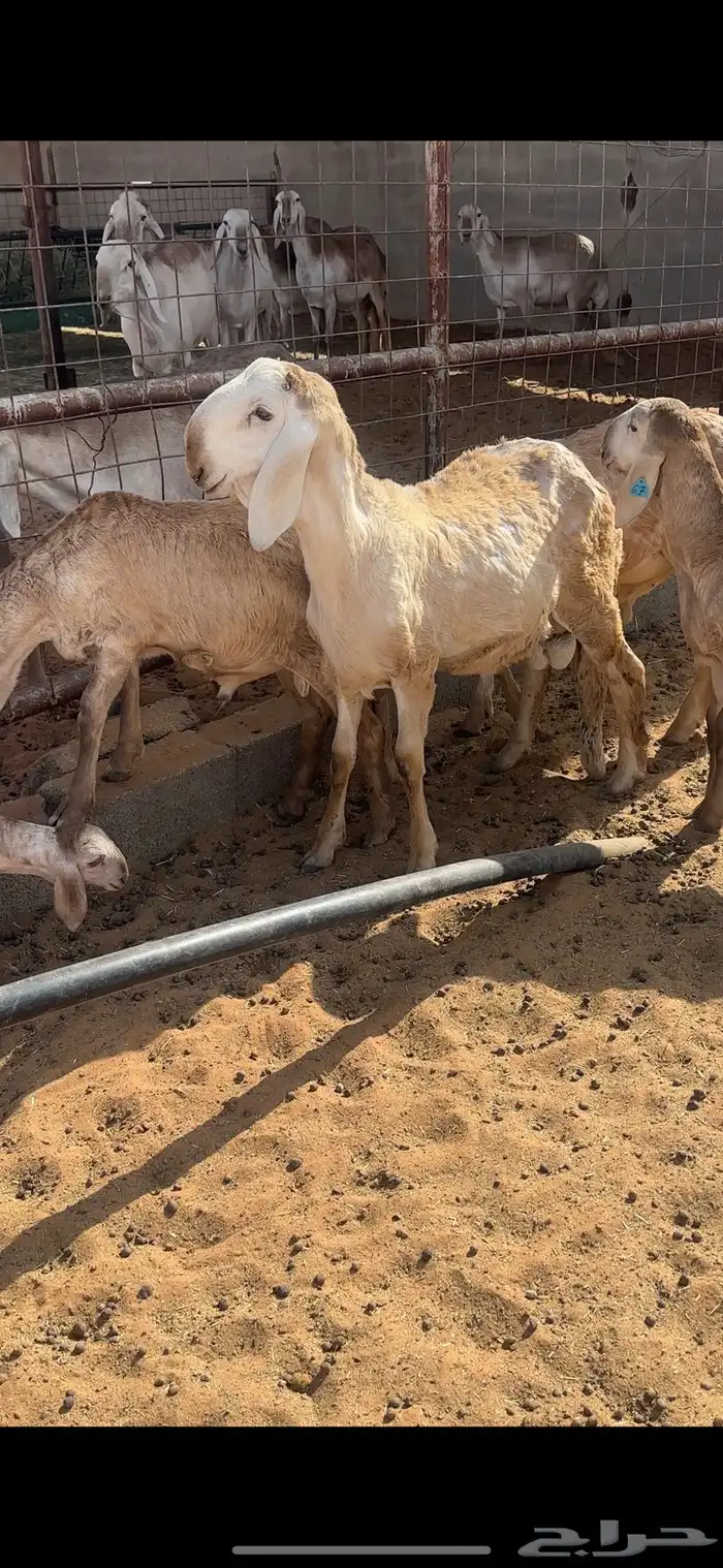 شياه درمانيات 11
