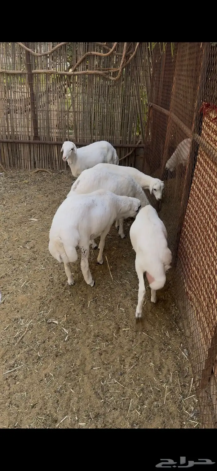 طليان 2