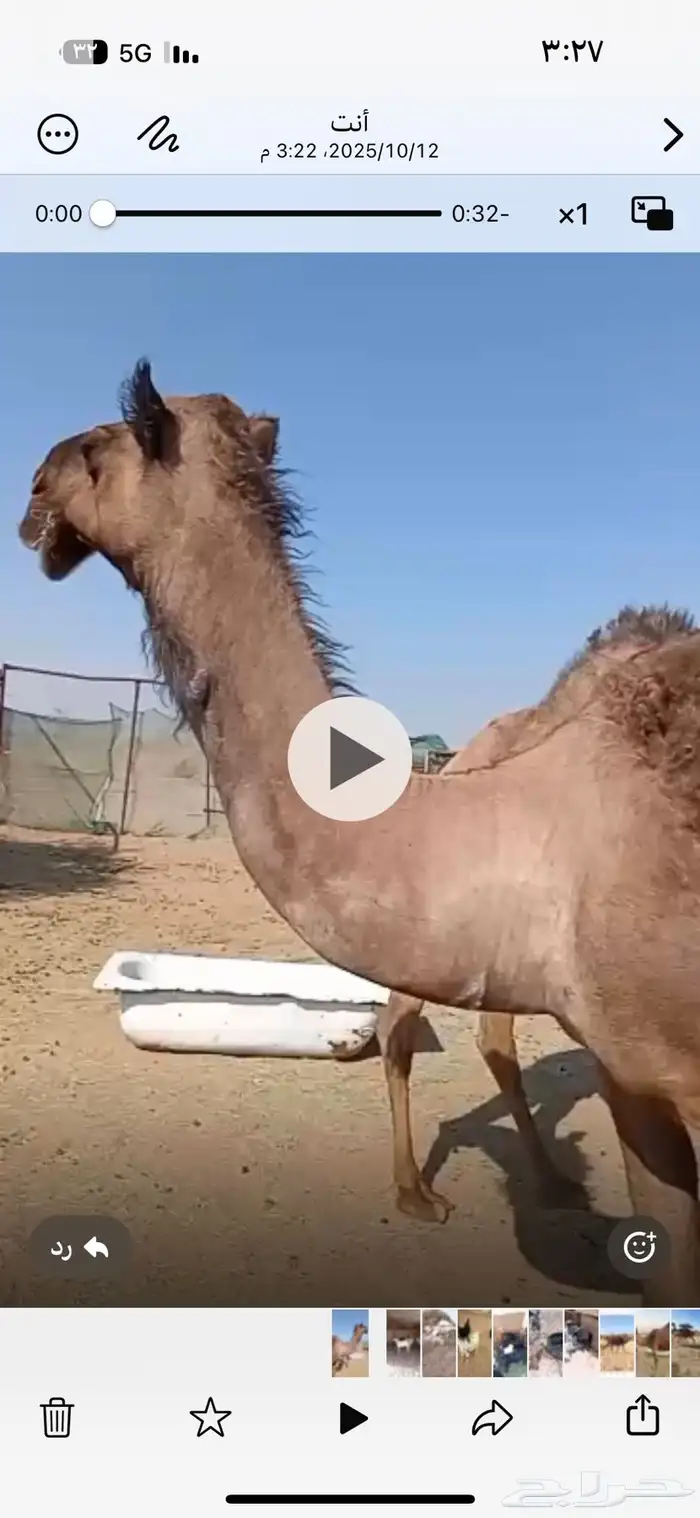 ناقتين سديس ظروبه و ناب لقحه على جميع الشروط 0
