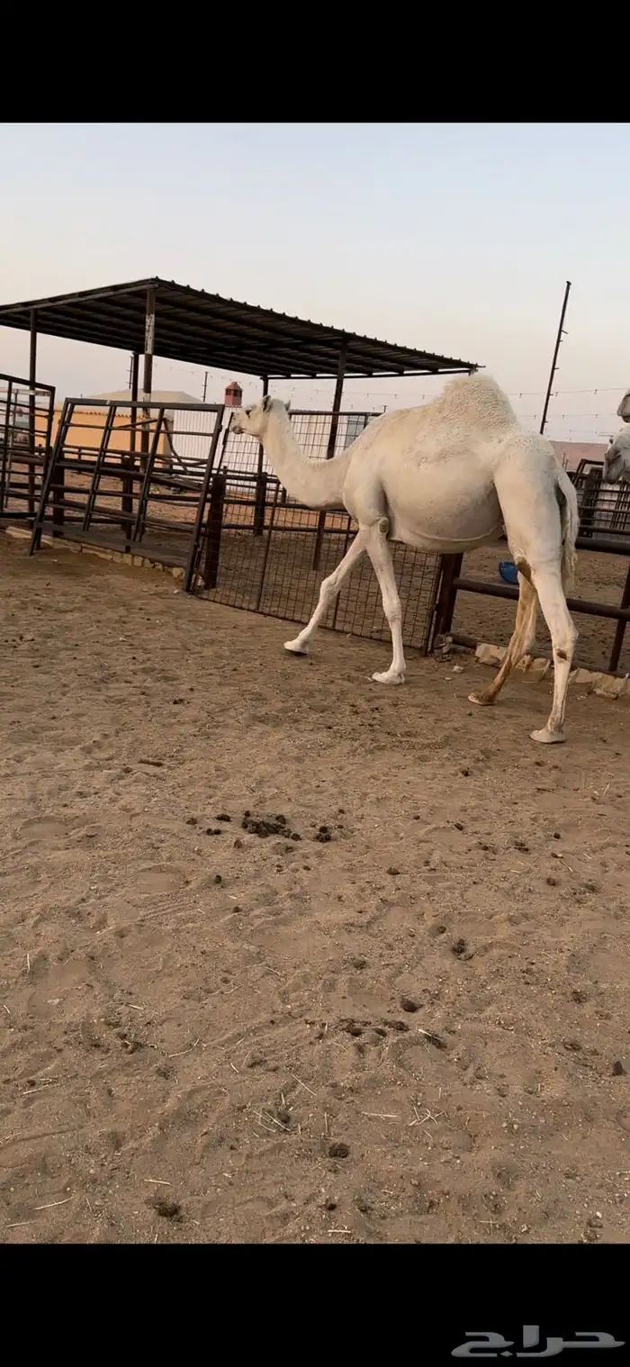 القحات وضح طيبة 3