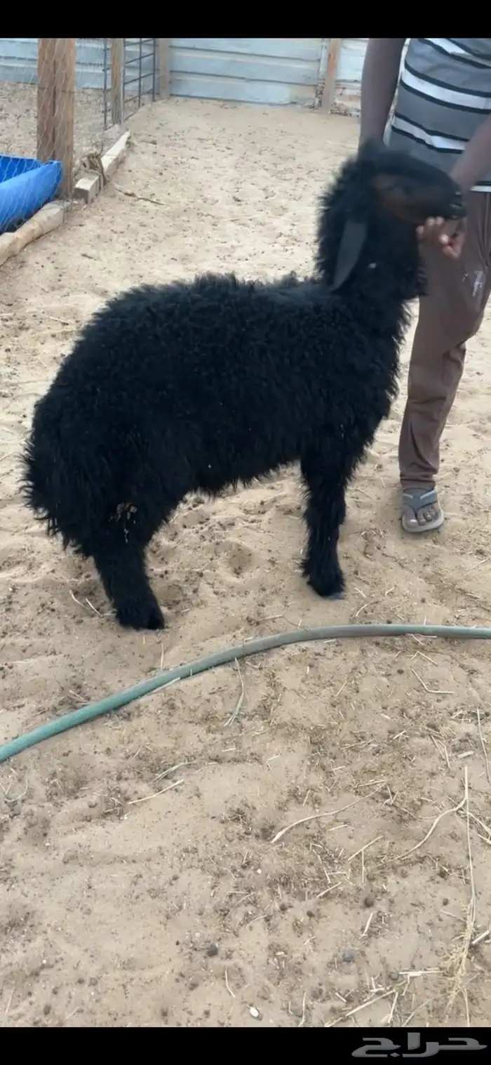 خروف عربي 0