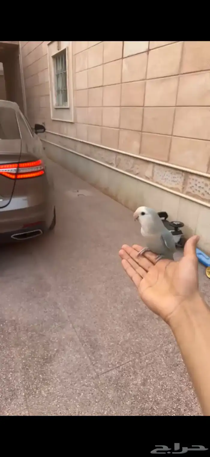 ببغاء روز هدد خارجي حالته الصحيه ممتازه 1
