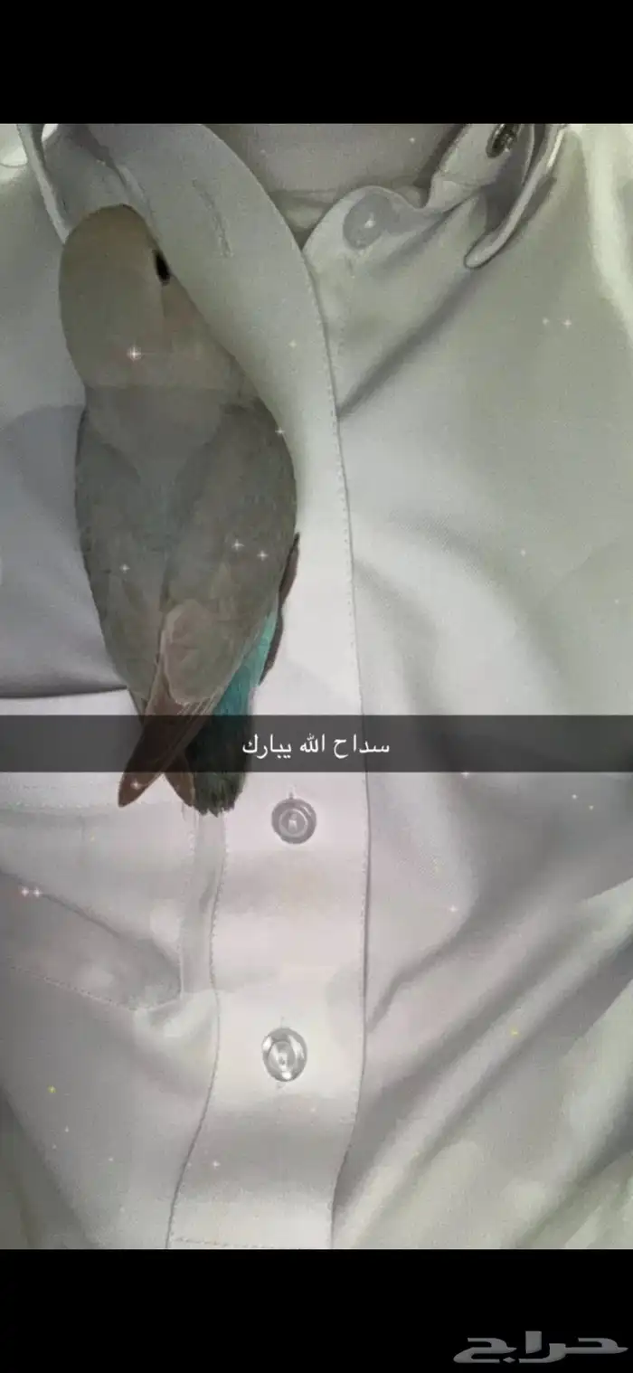 ببغاء روز هدد خارجي حالته الصحيه ممتازه 0