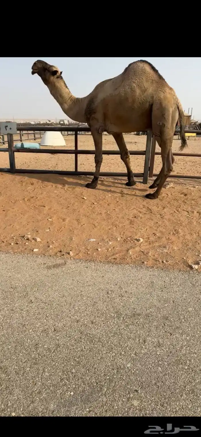 بعير اصفر حكومي 0