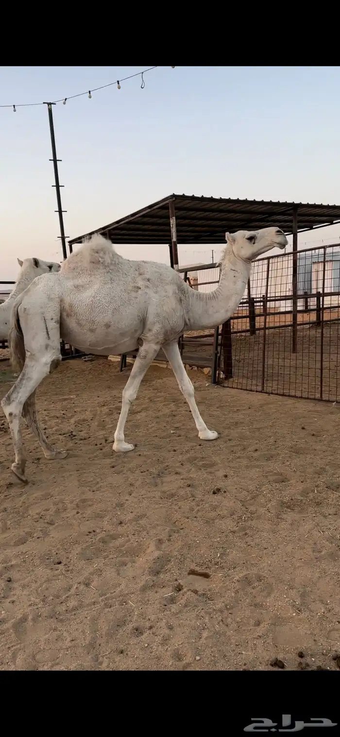 القحات وضح طيبة 7