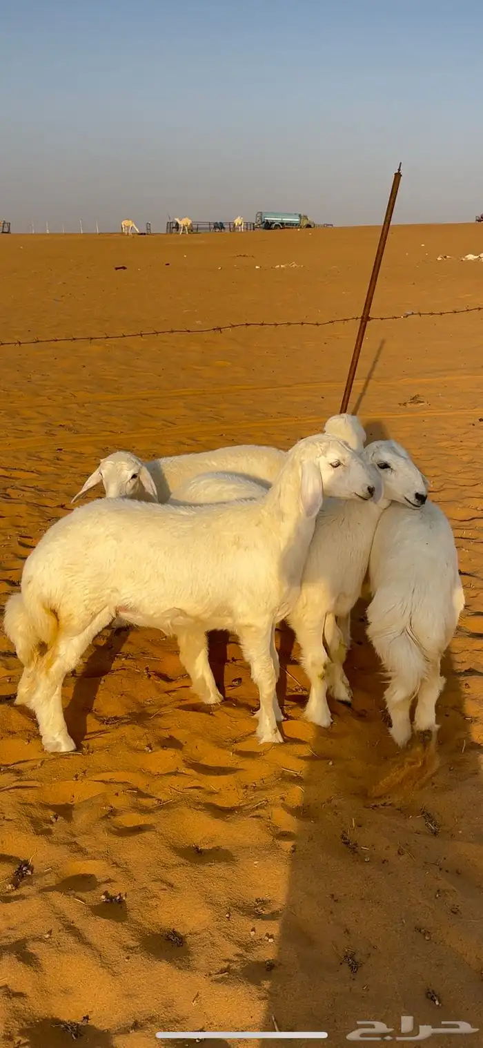 رخال حريه صنف الصنف 1