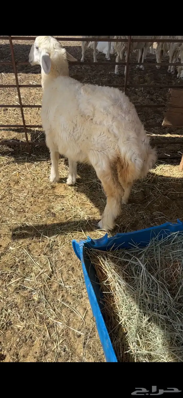 رخل حريه 3 اشهر وزود 2