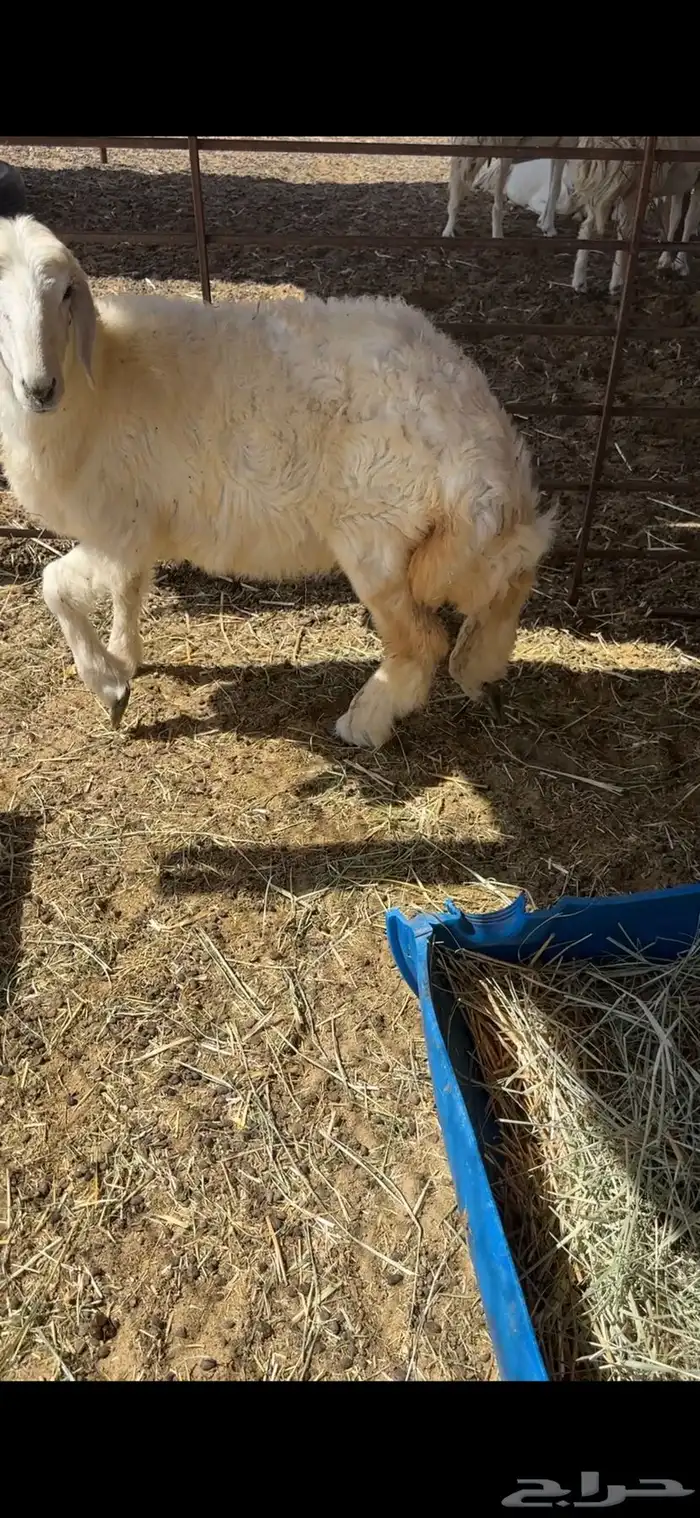 رخل حريه 3 اشهر وزود 1