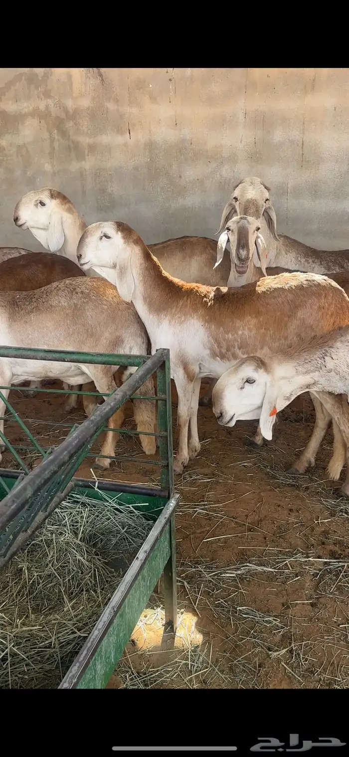 شياه درمانيات 0