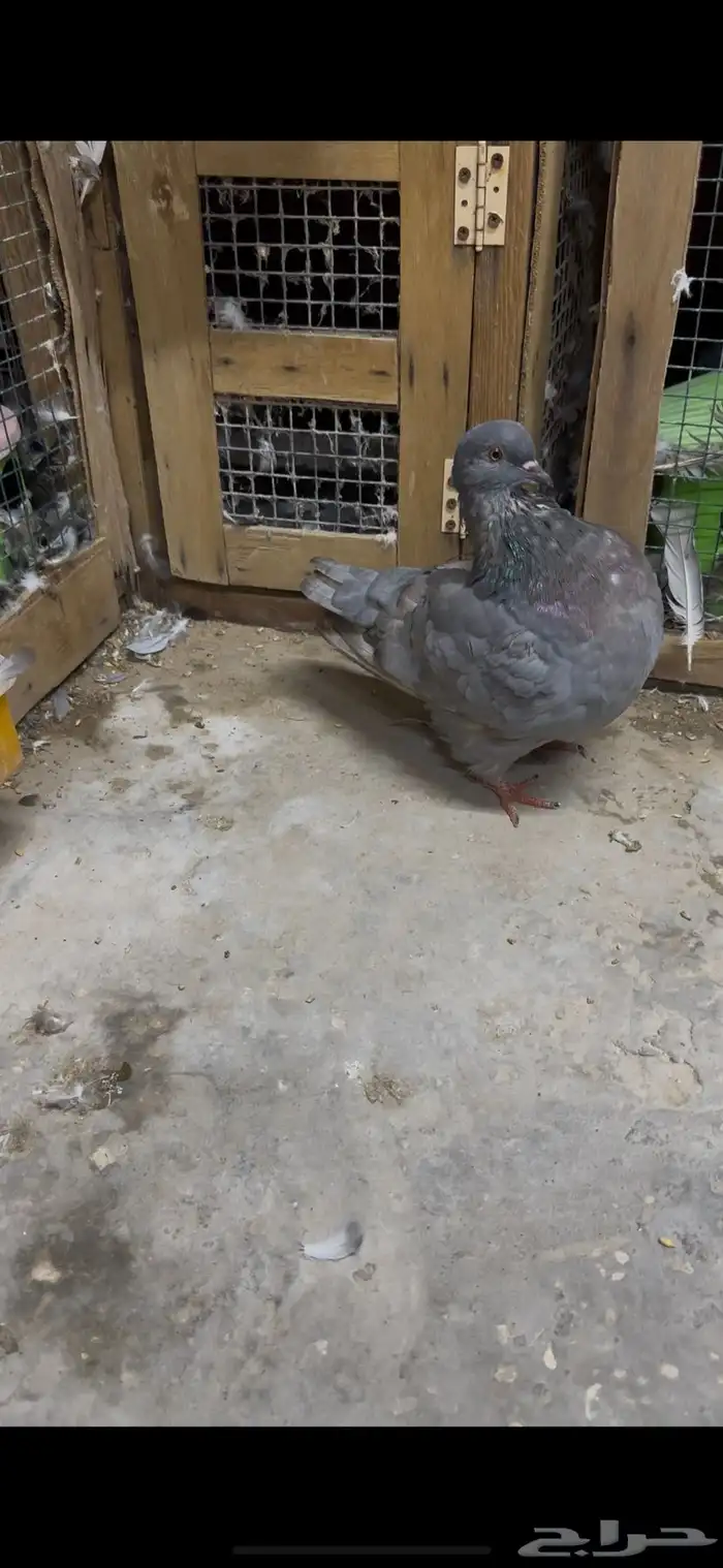 للبيع حمام فرش 5