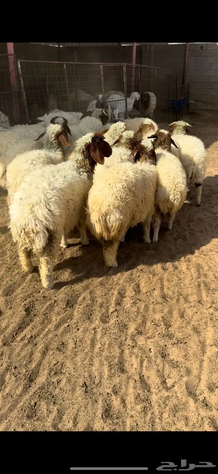للبيع بهم نعيم 4