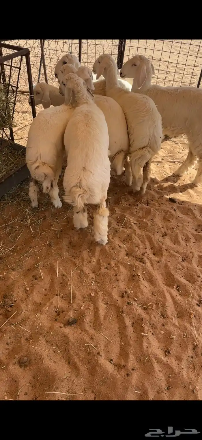 رخال كفو تصلح مقاني 1