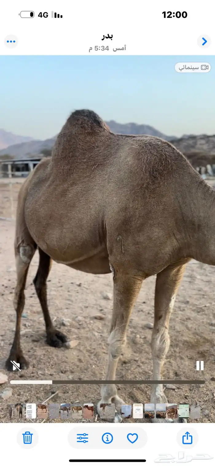 نياق للبيع لقحات الرجاء قراة التفاصيل بالاعلان 1