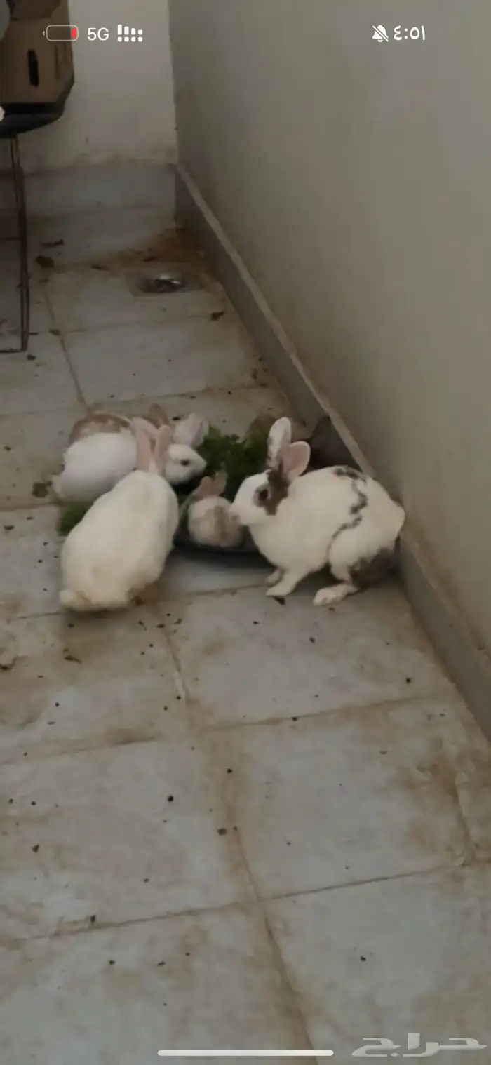 6 ارانب للبيع حايل 0
