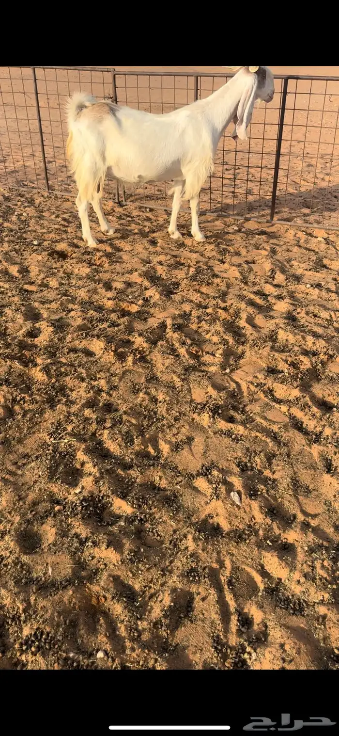 عنز هولنديه دافع 0