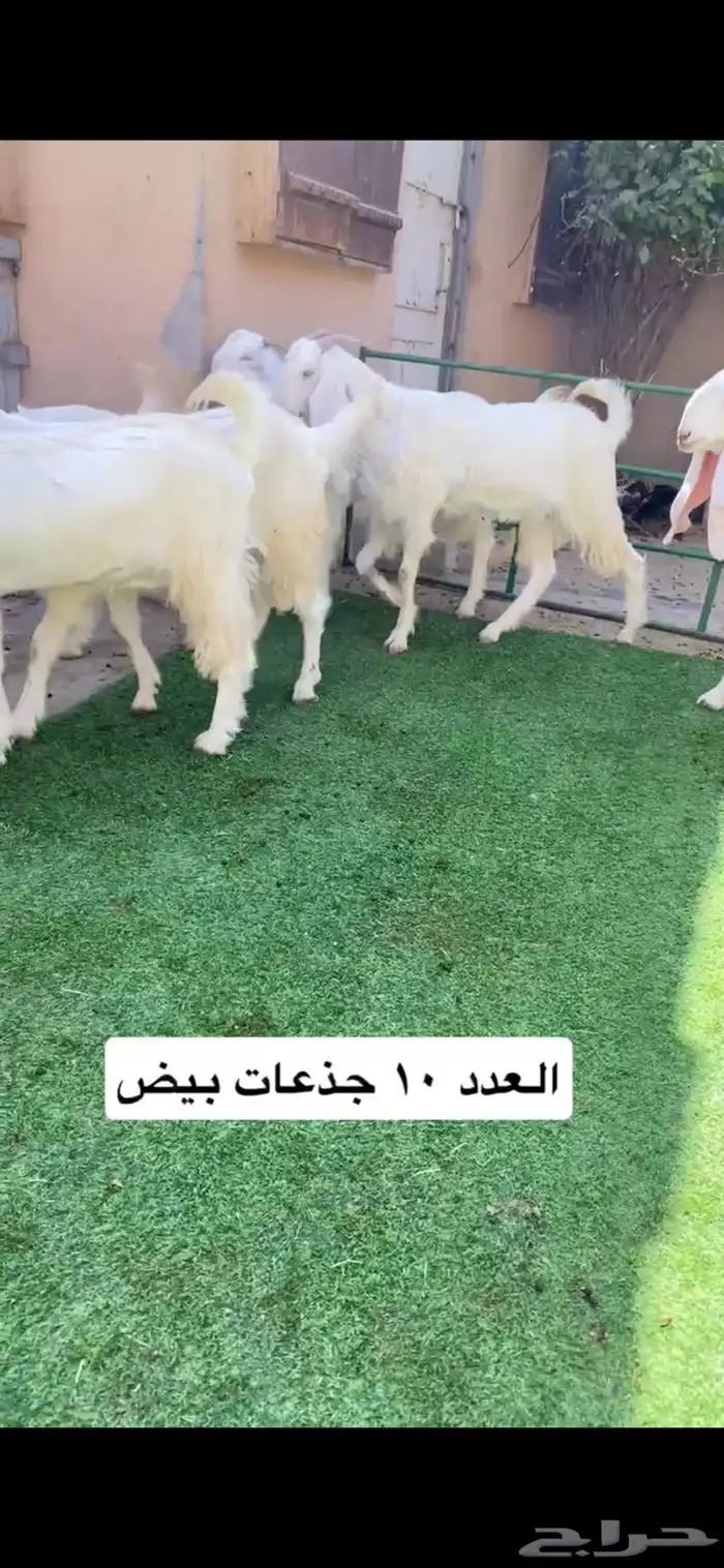 العدد 10 جذعات مشاريك 1