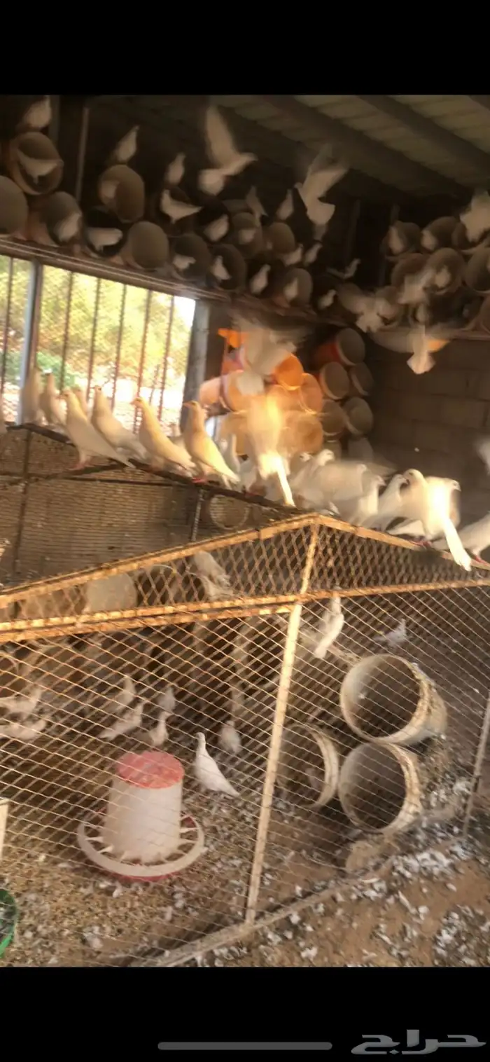 100 زوج يزيد أو ينقص  الحمام منتج وسالم من الأمراض 4