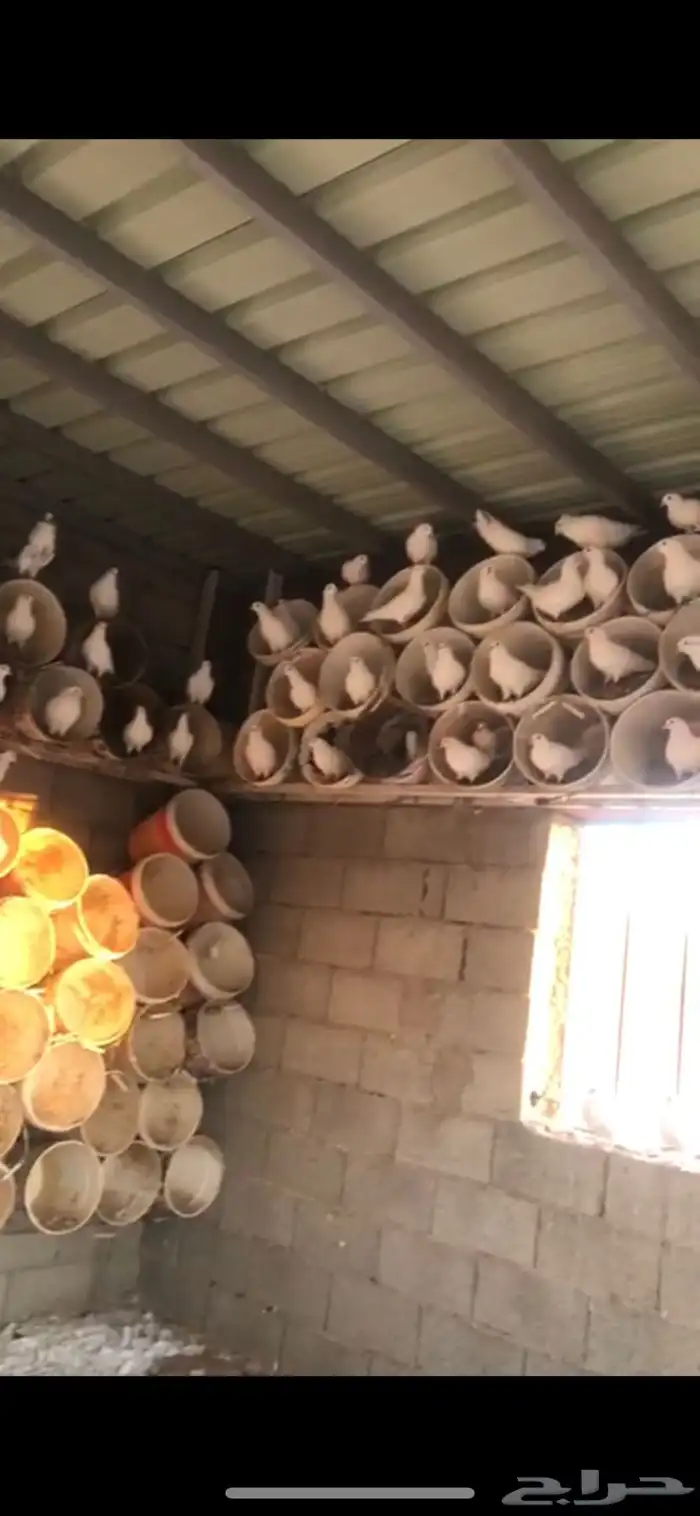 100 زوج يزيد أو ينقص  الحمام منتج وسالم من الأمراض 3