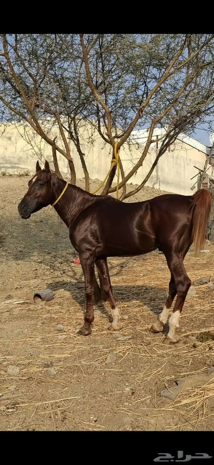حصان جزيري شعبي 4