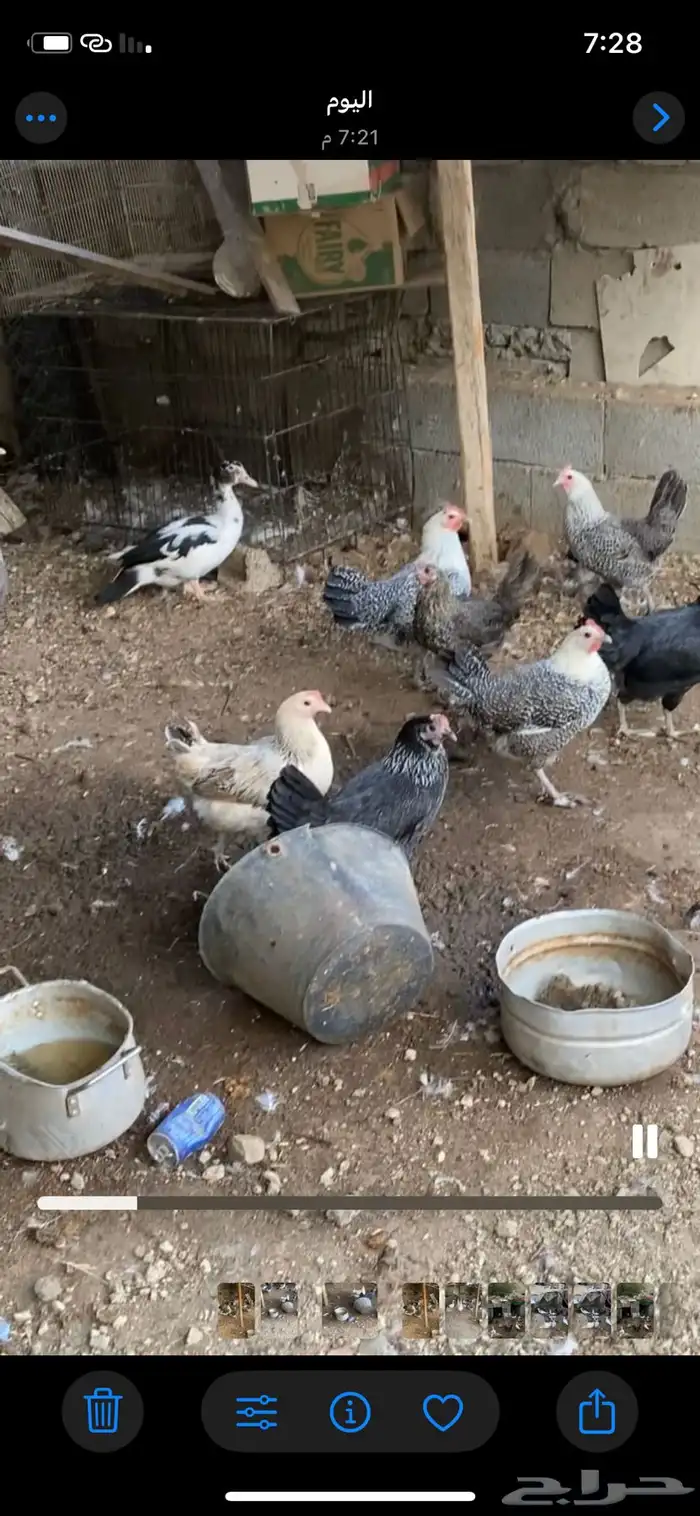 بط مسكوفي و وز ودجاج بلدي بياض وجوز رومي 3