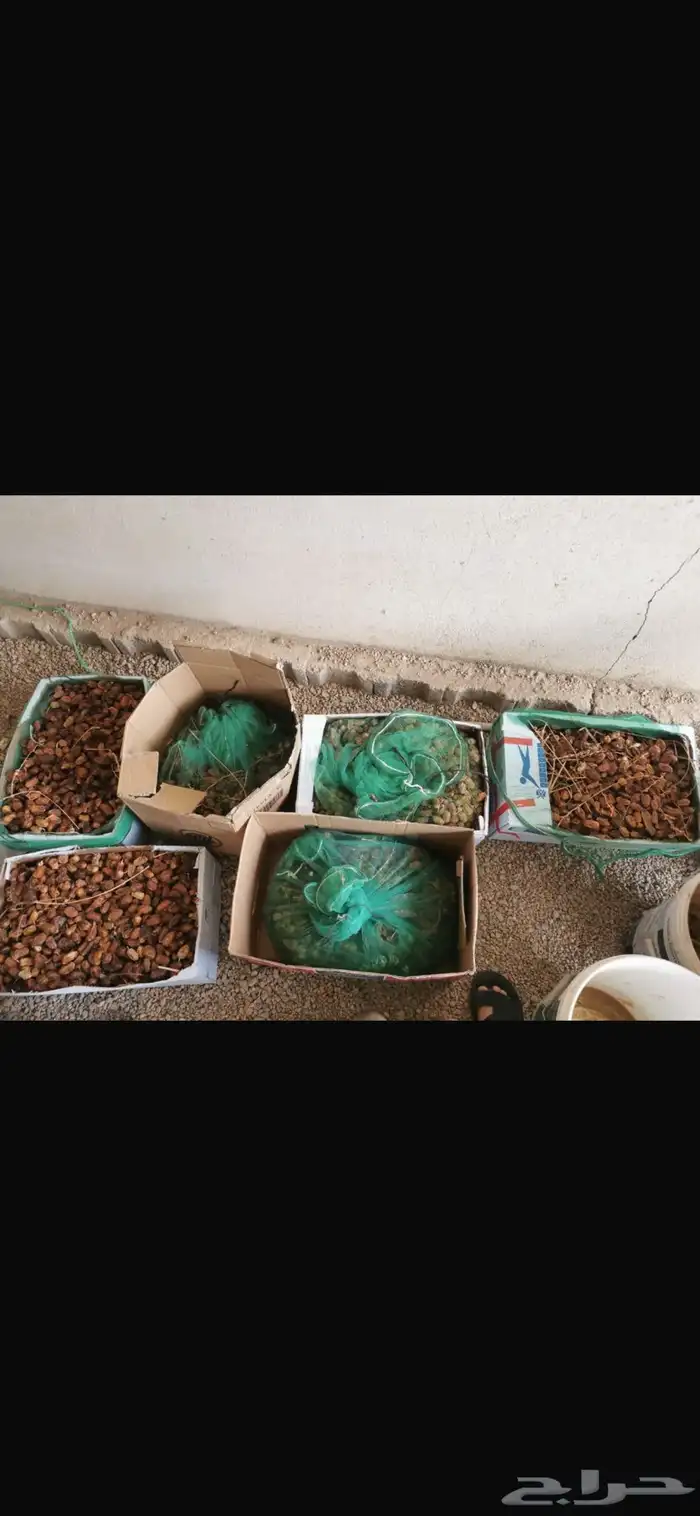 تمر وخبز 0