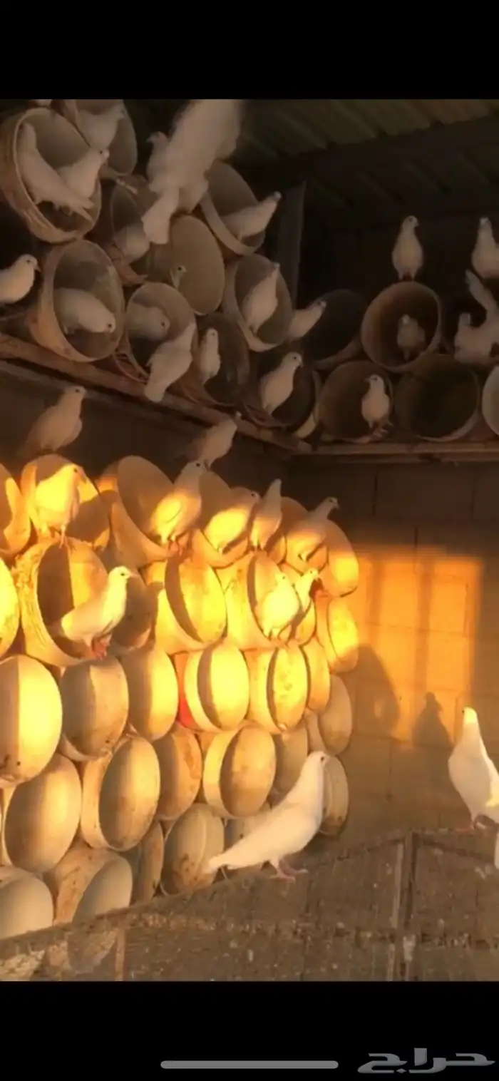 100 زوج يزيد أو ينقص  الحمام منتج وسالم من الأمراض 2