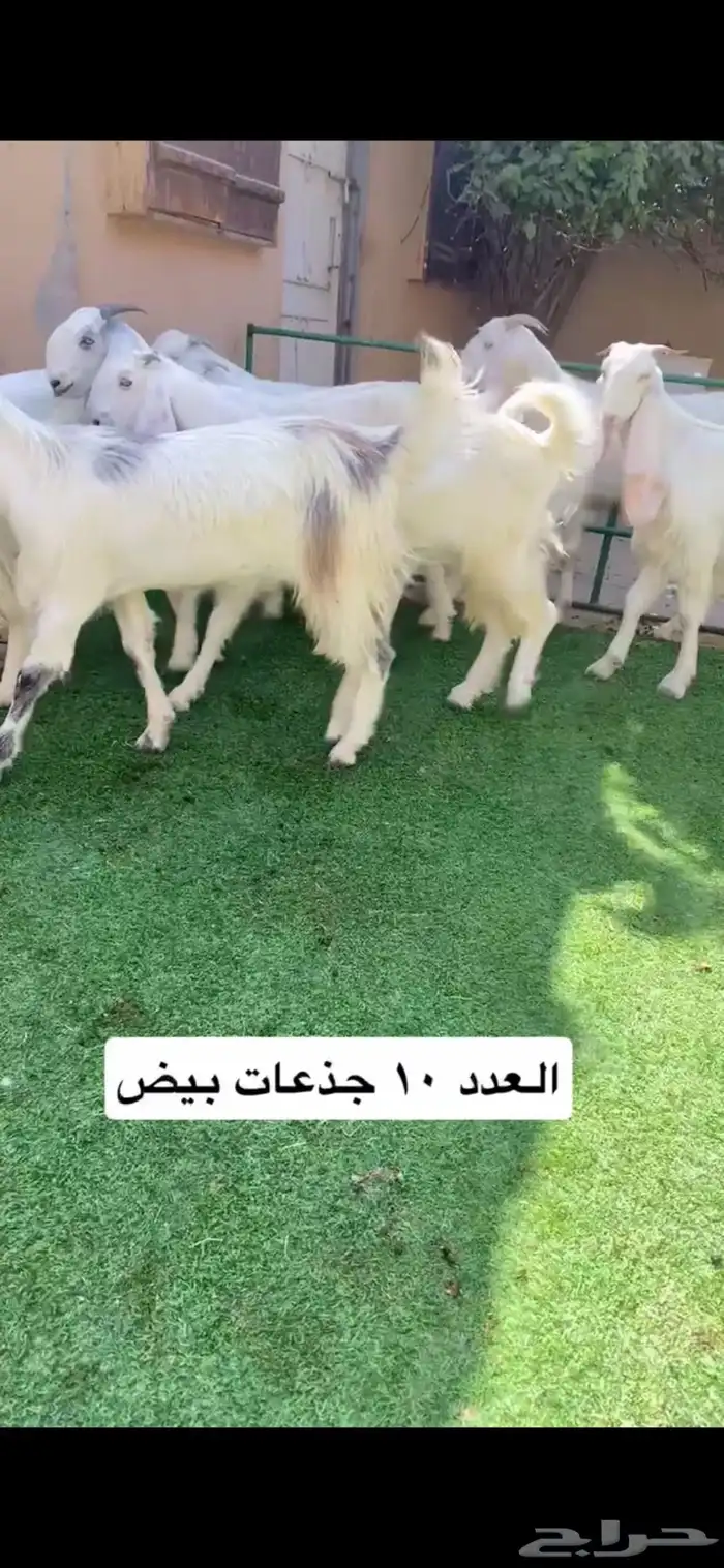 العدد 10 جذعات مشاريك 0