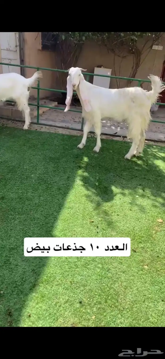 العدد 10 جذعات مشاريك 2