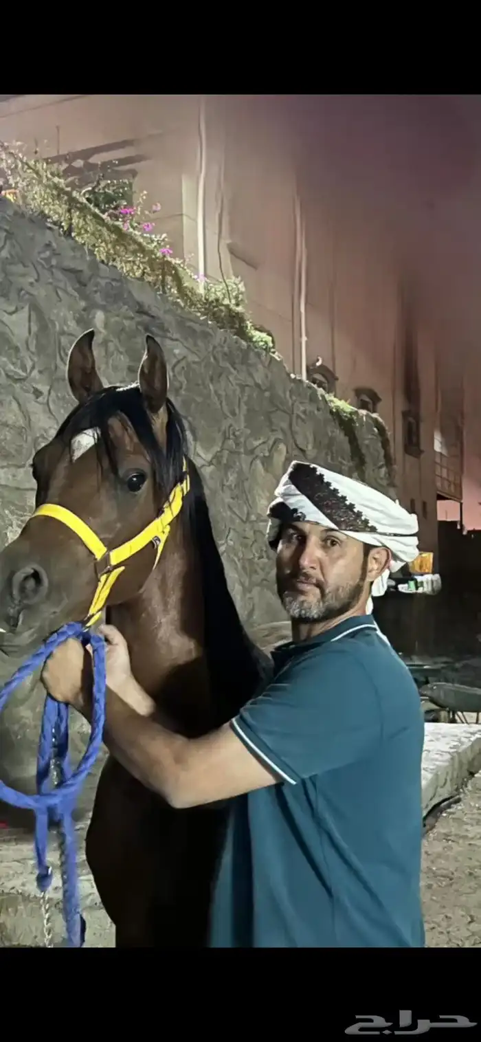 خيل 1