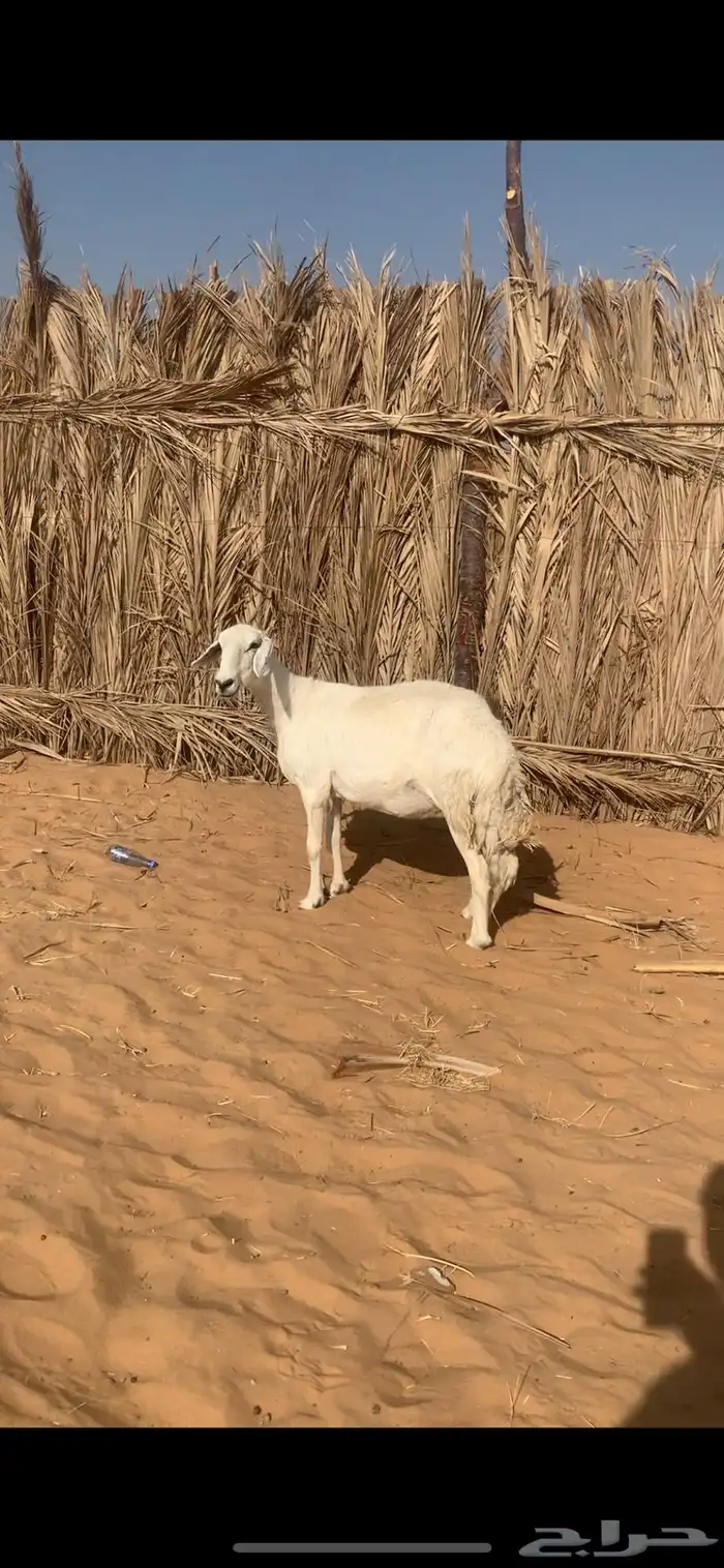 حريه مقنوي 0