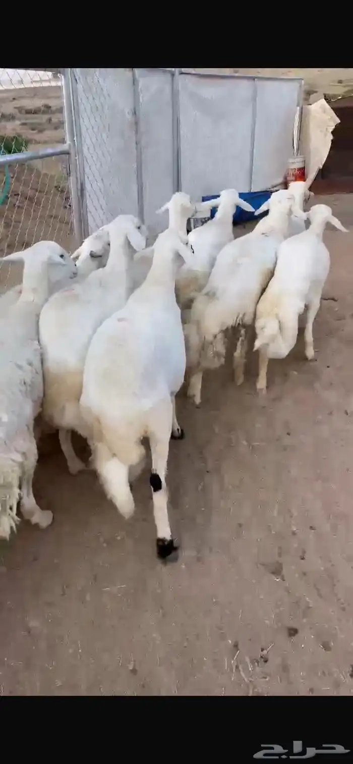 ضان ولد صنف تم البيع 3