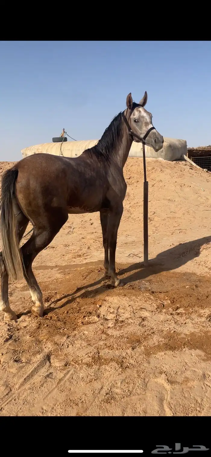 مهره شعبيه للبيع 2