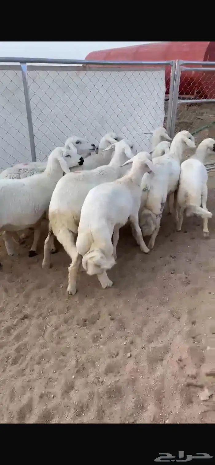 ضان ولد صنف تم البيع 5