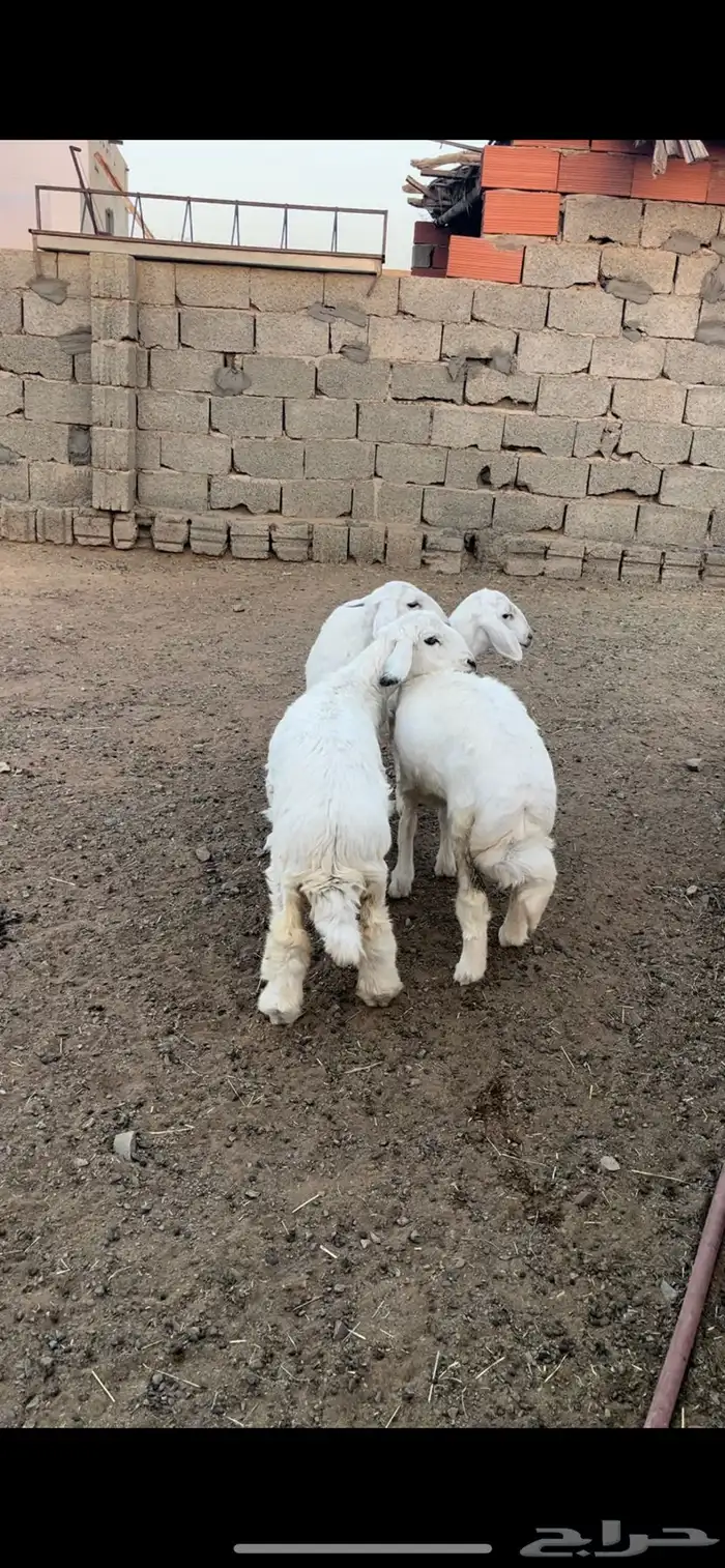 ارخال فل شحم للبيع 0