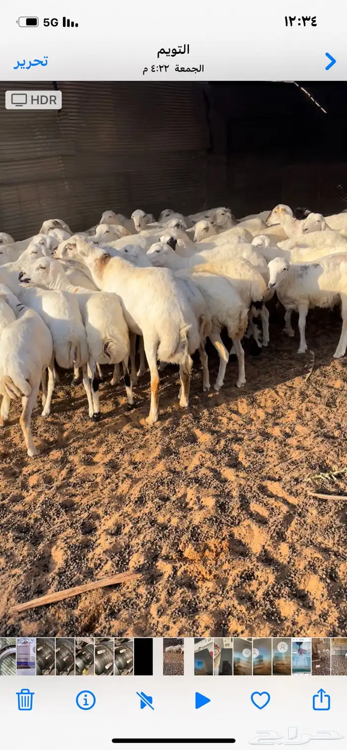 رخال رفيد دفيع ومضاريع 1