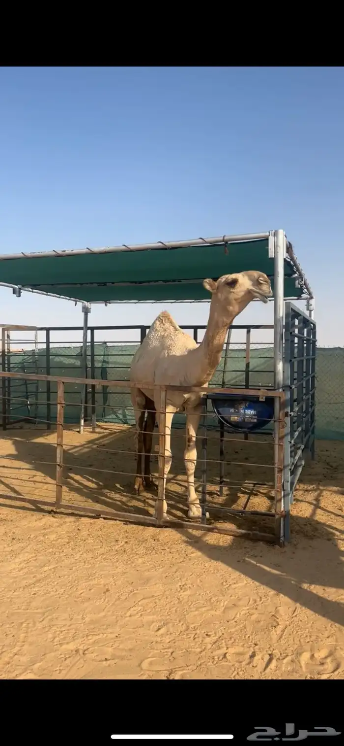 قعود اشقح على زعيم بعير فنجال الشيباني 2