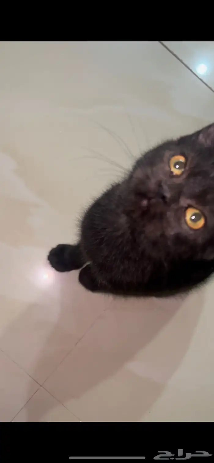 لقيتها مرميه قط بيت بلاك شيرازي للتبني للي يخاف فيه الله 0