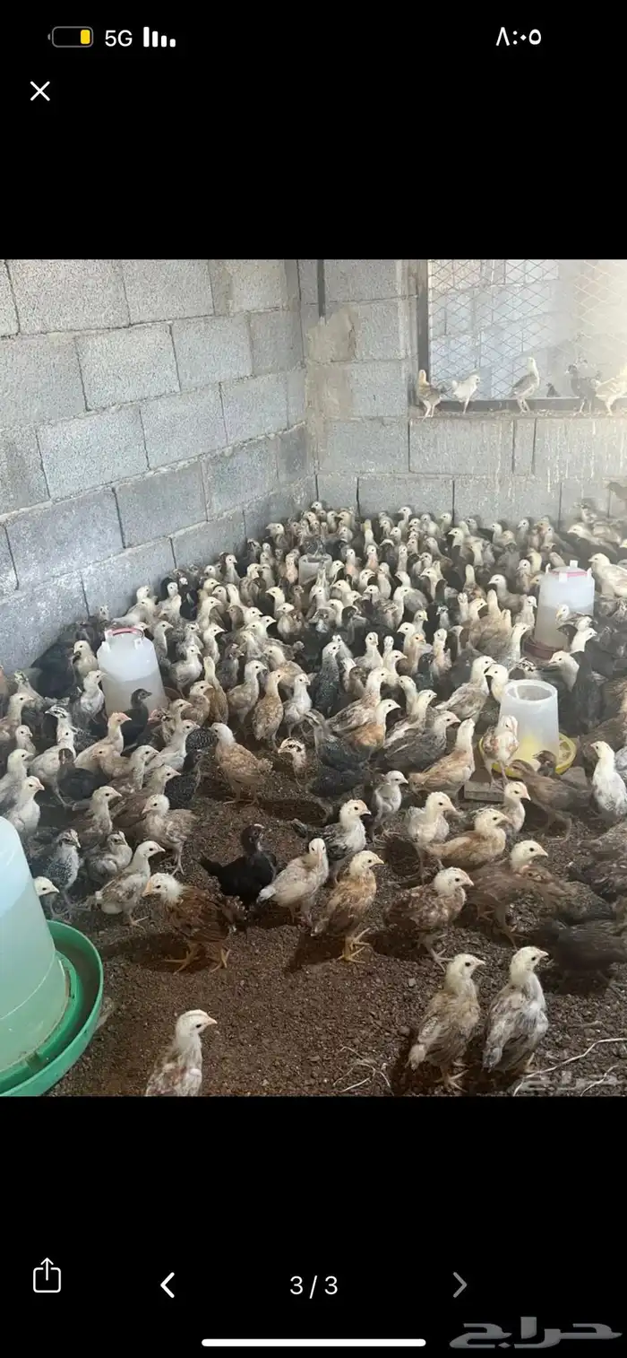 بيض بلدي مخصب نظيف ع الشرط 2