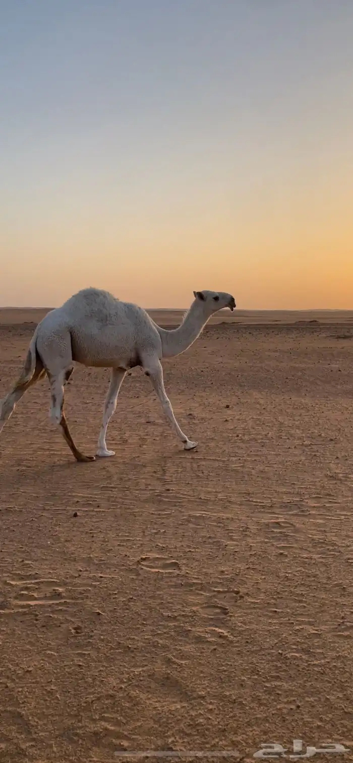 قعود علياني حوار 0