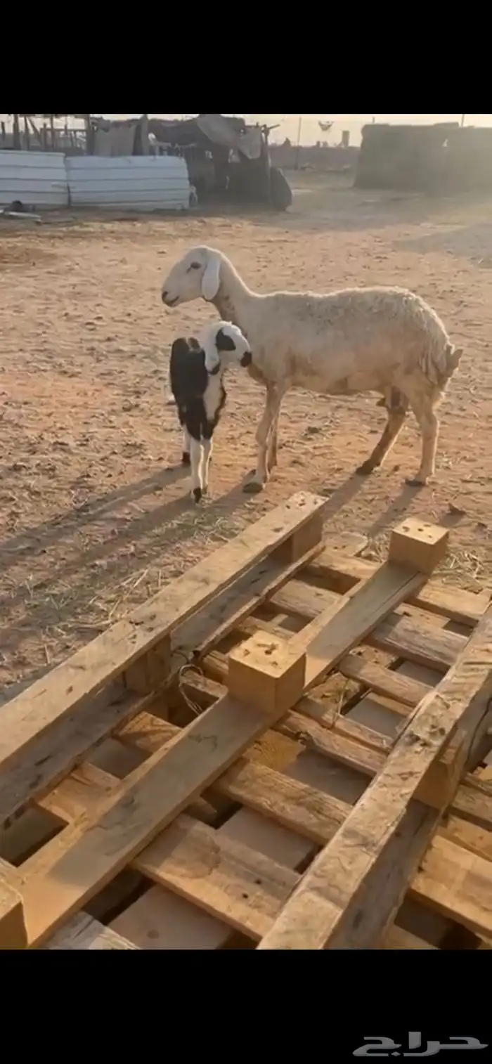 للبيع متبع حريه كفووو ( تم البيع ) 0