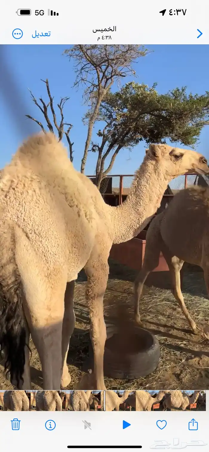 قعود للبيع 1